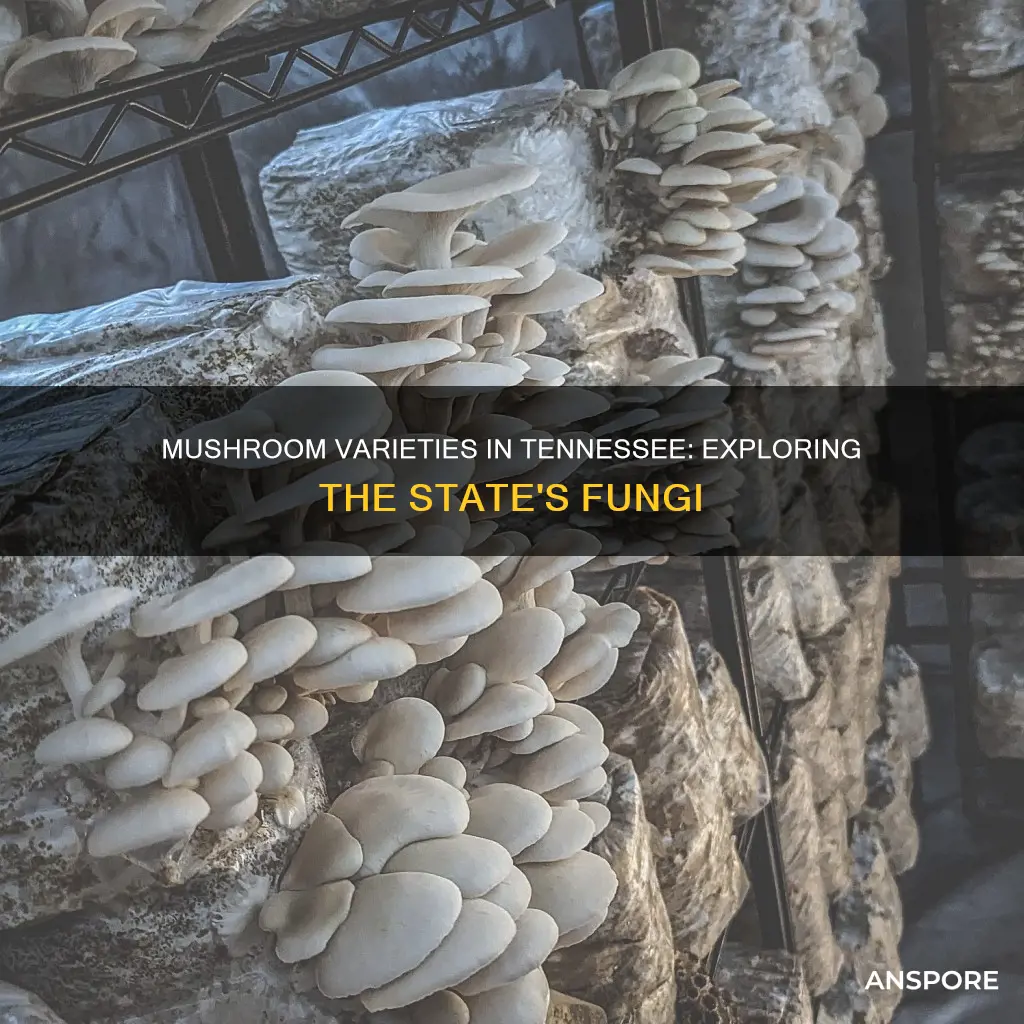 how many types of mushrooms are there in tennessee