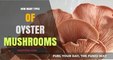 Oyster Mushrooms: How Many Varieties Are There?