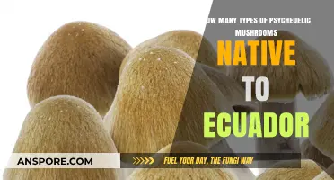 Ecuadorian Psychedelic Mushrooms: Exploring Nature's Diversity