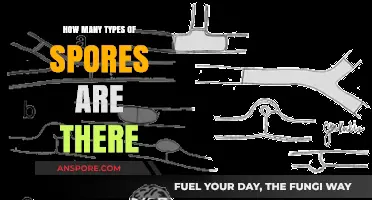 Exploring the Diverse World of Spores: Types and Varieties