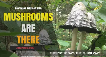 Mushroom Varieties: Exploring Nature's Wild Diversity
