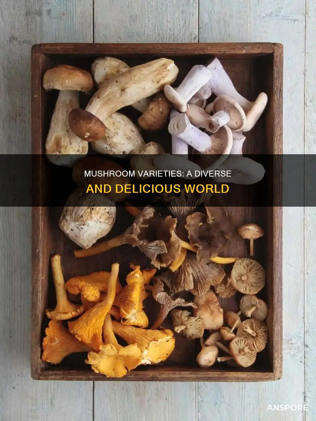 how many varieties of mushrooms