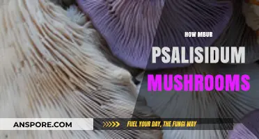 The Magic of Mbur Psalisidum Mushrooms