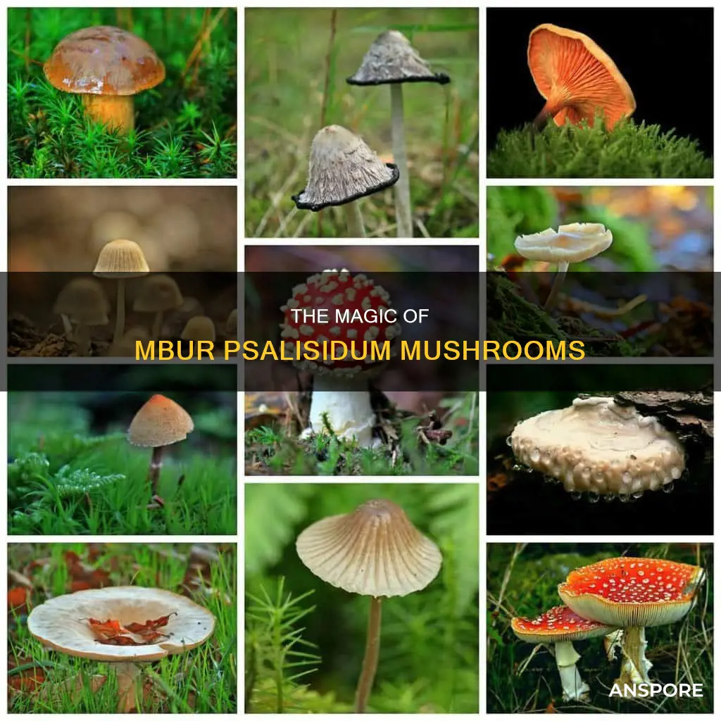 how mbur psalisidum mushrooms