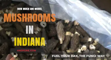 Indiana Morel Mushrooms: Current Prices and Market Trends Explained