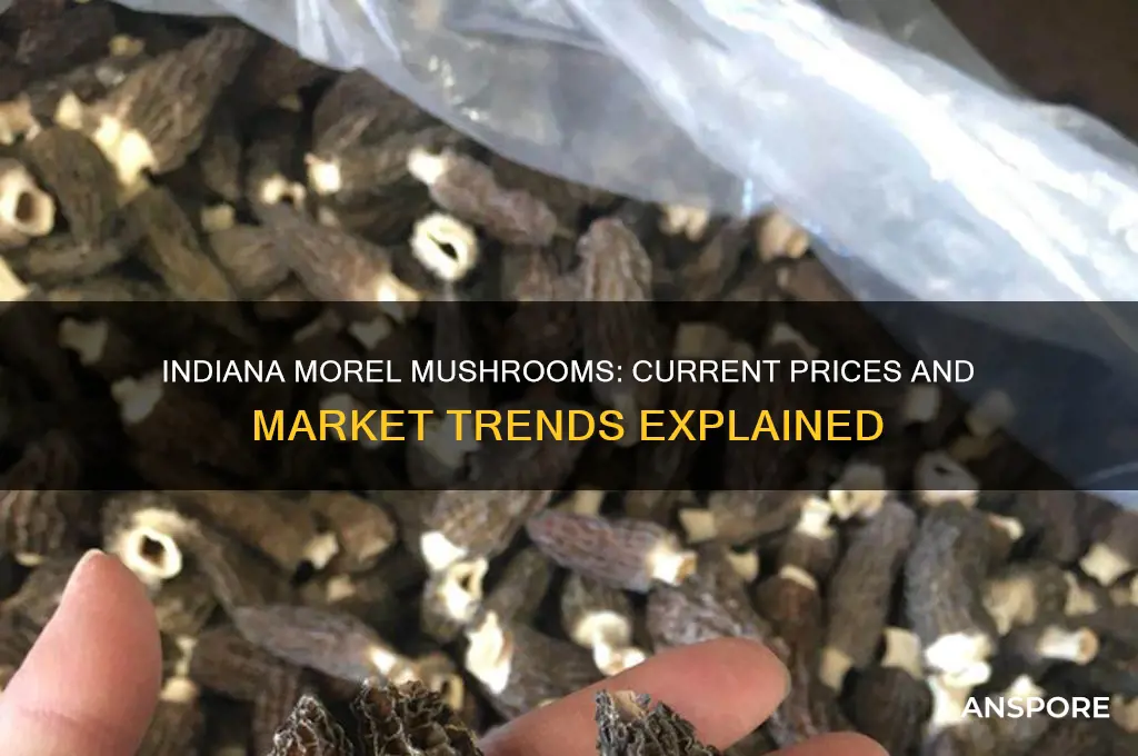 how much are morel mushrooms in indiana
