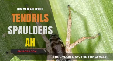 How Much Are Spored Tendrils Spaulders AH Worth in the Market?