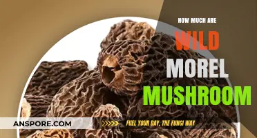 Wild Morel Mushrooms: Unveiling Their Market Value and Seasonal Pricing