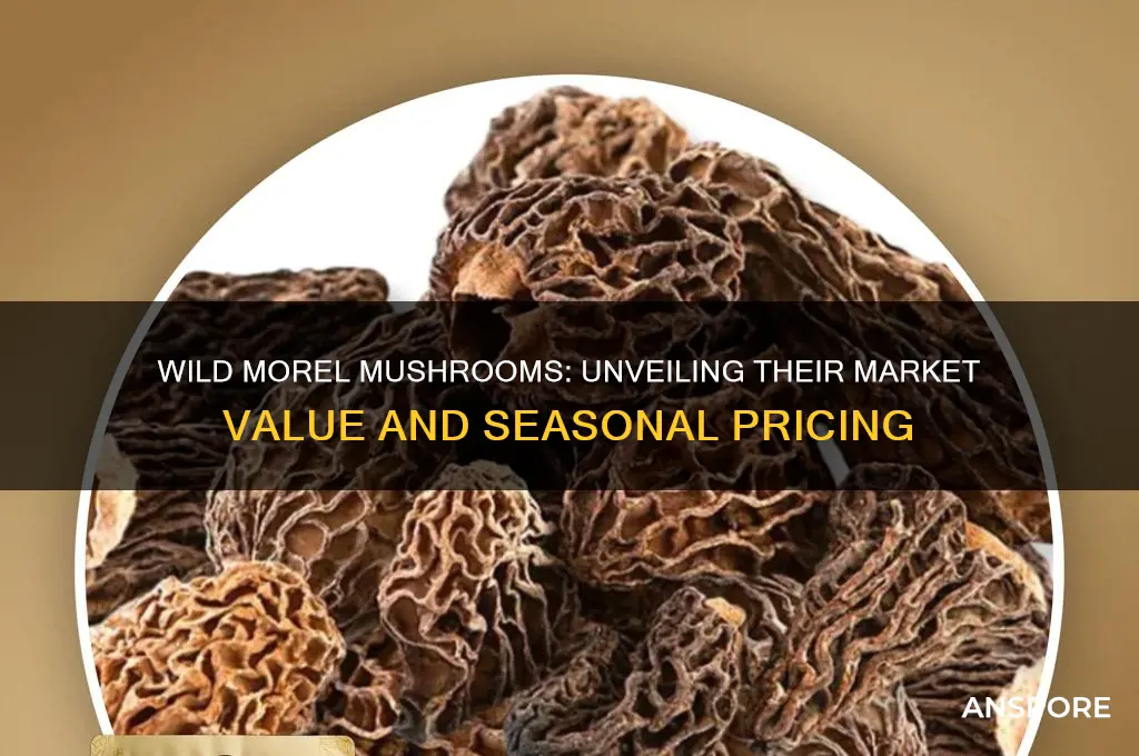 how much are wild morel mushrooms