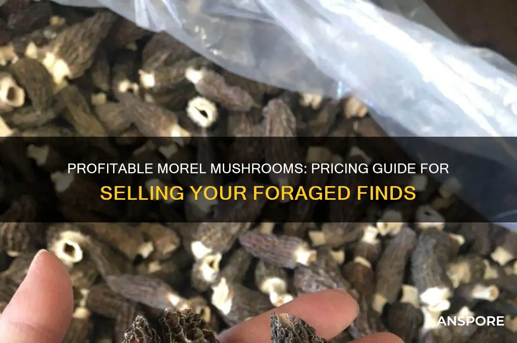 how much can i sell morel mushrooms for