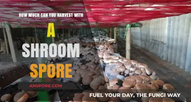 Maximizing Your Mushroom Harvest: The Potential of Shroom Spores