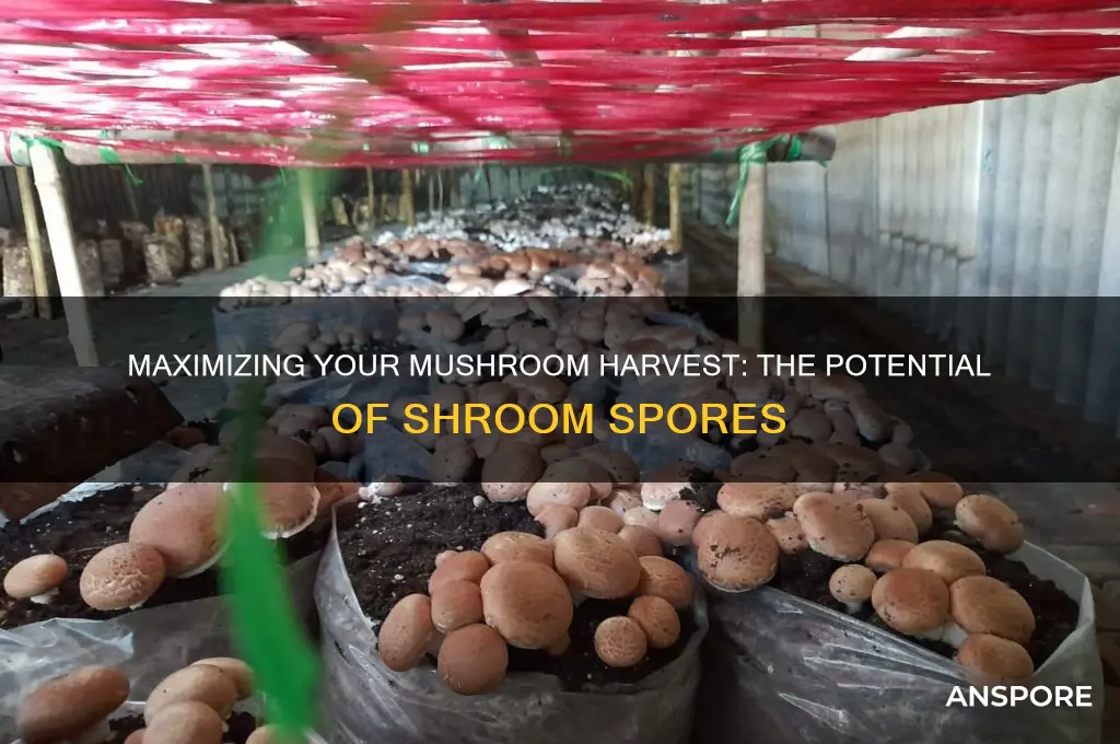 how much can you harvest with a shroom spore