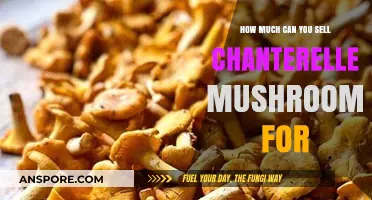 Profitable Chanterelle Mushroom Sales: Pricing Guide for Foragers and Sellers