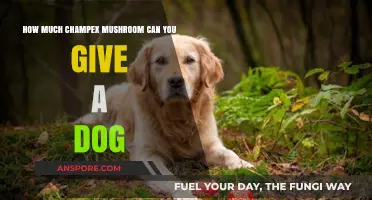 Safe Champex Mushroom Dosage for Dogs: A Complete Feeding Guide