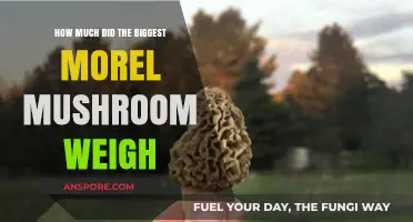 Unbelievable Weight: The World’s Heaviest Morel Mushroom Revealed