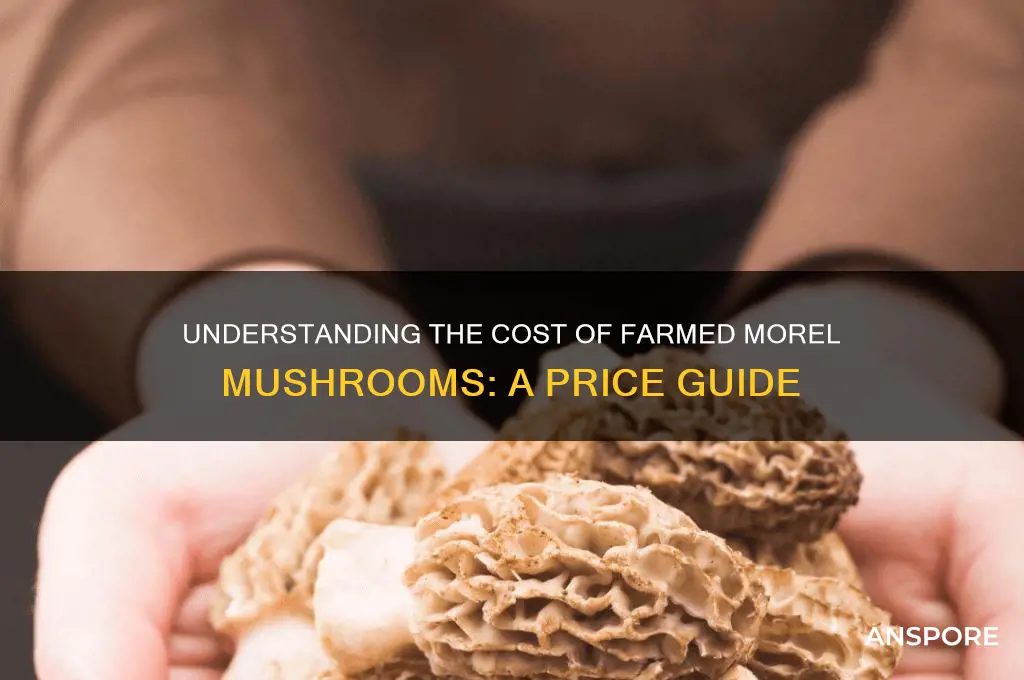 how much do farmed morel mushrooms cost