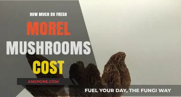 Fresh Morel Mushrooms: Understanding Their Market Price and Value