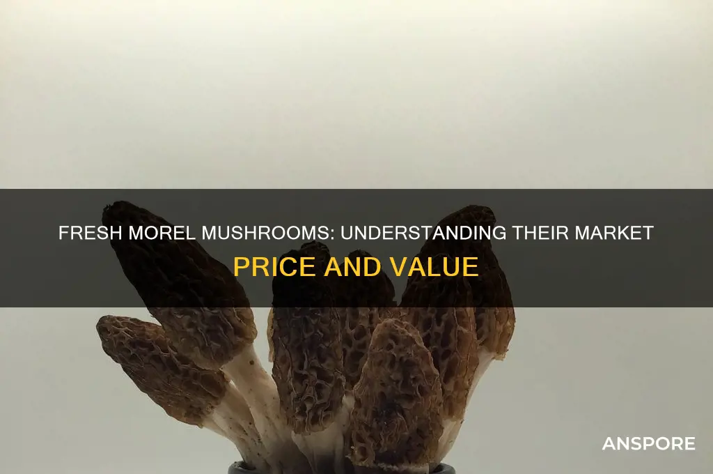 how much do fresh morel mushrooms cost
