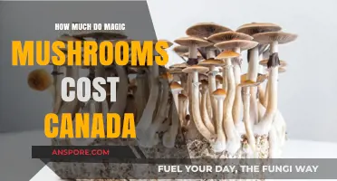 Magic Mushrooms in Canada: Understanding the Current Market Prices