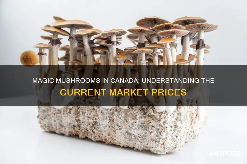 how much do magic mushrooms cost canada
