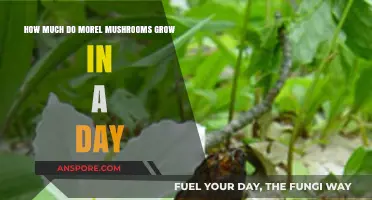 Daily Morel Mushroom Growth: Unveiling the Fascinating Expansion Rate
