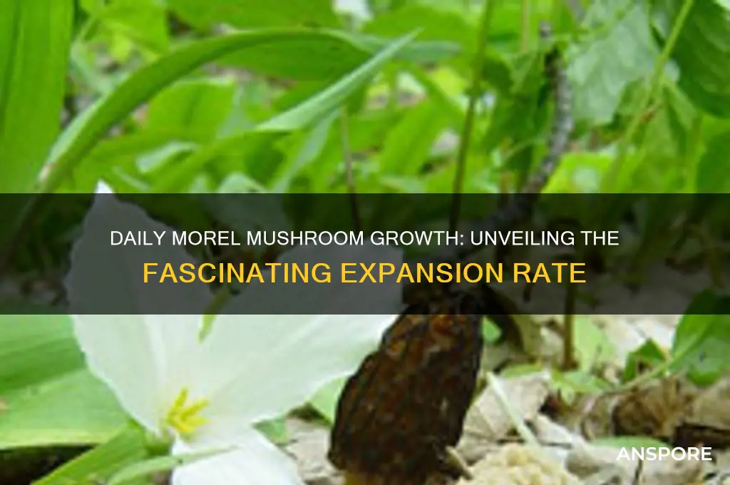 how much do morel mushrooms grow in a day