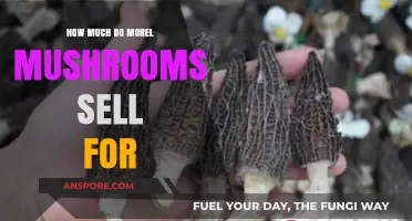 Morel Mushrooms: Understanding Their Market Value and Selling Prices