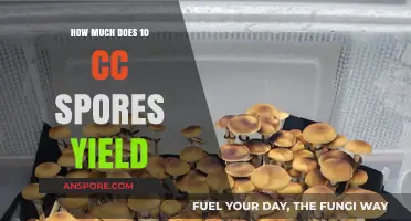 Maximizing Mushroom Harvest: Understanding 10 CC Spore Yield Potential