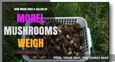 How Much Does a Gallon of Morel Mushrooms Weigh?