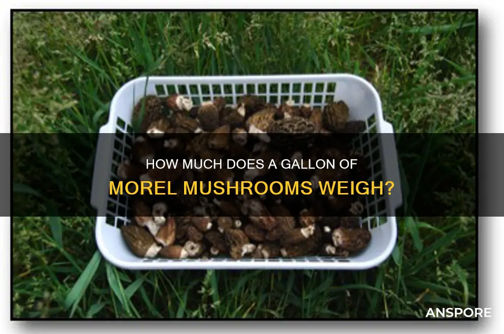how much does a gallon of morel mushrooms weigh