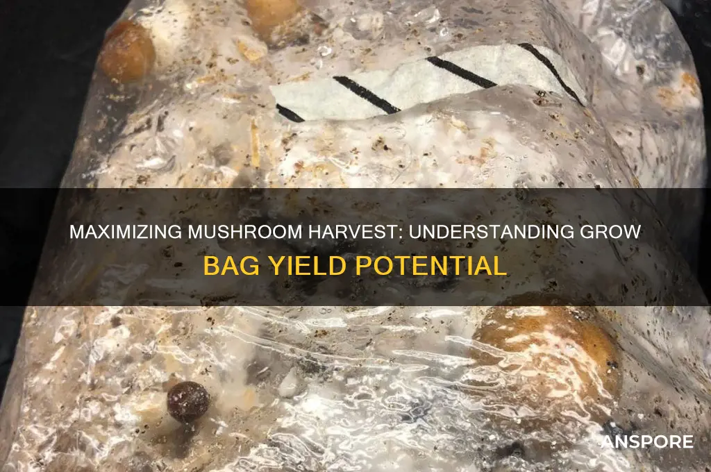 how much does a mushroom grow bag yield