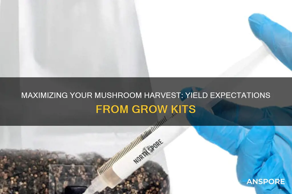 how much does a mushroom grow kit yield