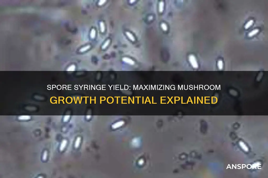 how much does a spore syringe yield