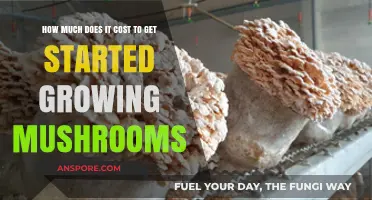 Affordable Mushroom Cultivation: Startup Costs for Beginners Explained