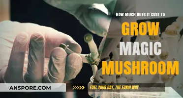 Growing Magic Mushrooms: Unveiling the Costs of Cultivation