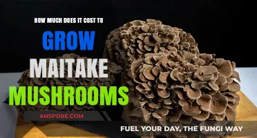 Maitake Mushroom Cultivation Costs: A Comprehensive Guide to Expenses