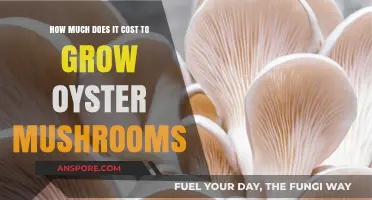 Oyster Mushroom Cultivation Costs: A Comprehensive Budget Breakdown