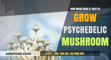 Psychedelic Mushroom Cultivation Costs: A Comprehensive Financial Breakdown