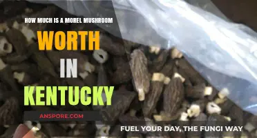 Kentucky Morel Mushrooms: Value, Pricing, and Market Insights