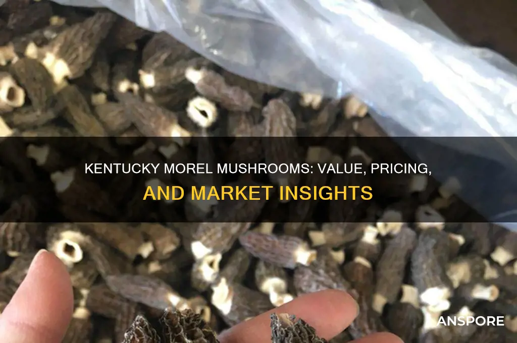 how much is a morel mushroom worth in kentucky