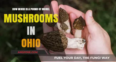 Ohio Morel Mushrooms: Current Pound Price Guide for Foragers