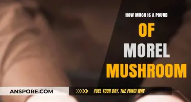 Morel Mushrooms Price Guide: How Much is a Pound Worth?