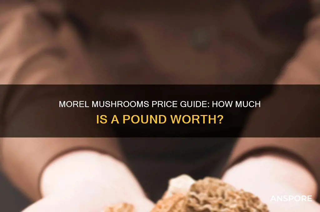 how much is a pound of morel mushrooms