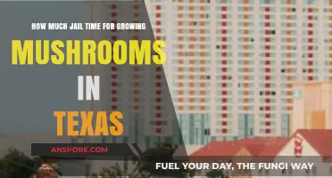 Texas Mushroom Cultivation Laws: Potential Jail Time for Growing Fungi