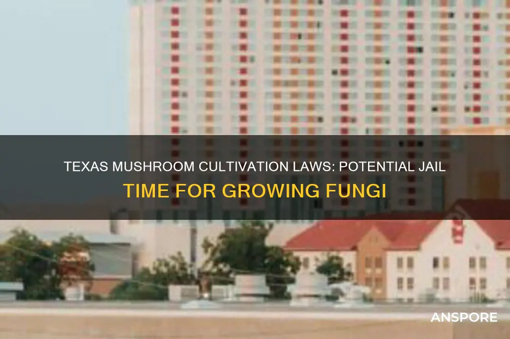 how much jail time for growing mushrooms in texas