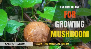 Growing Mushrooms Legally: Understanding Potential Jail Time and Penalties