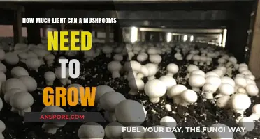 Optimal Light Requirements for Mushroom Growth: A Comprehensive Guide