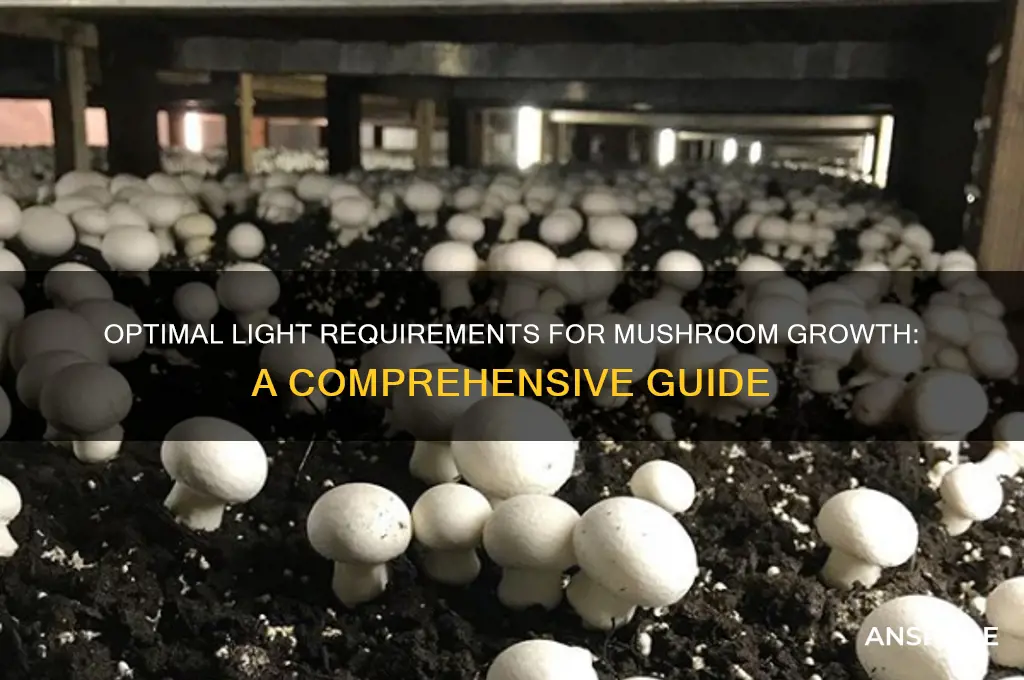 how much light can a mushrooms need to grow
