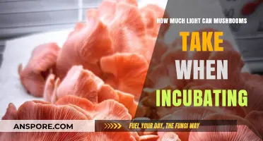 Optimal Light Conditions for Mushroom Incubation: A Comprehensive Guide