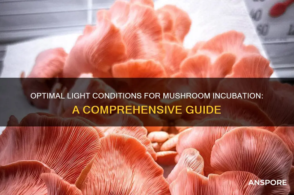 how much light can mushrooms take when incubating